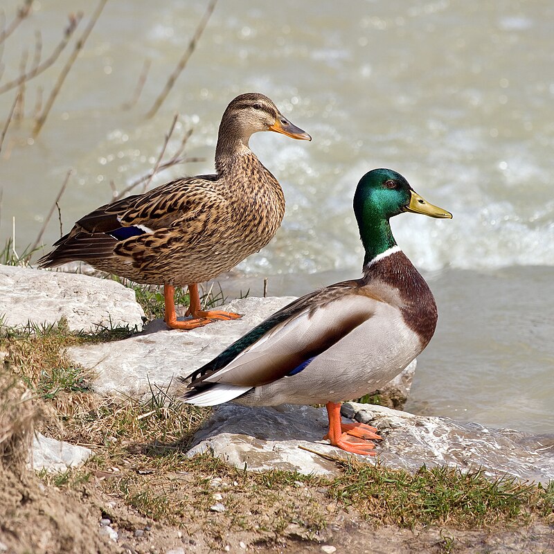 Male Mallard drake