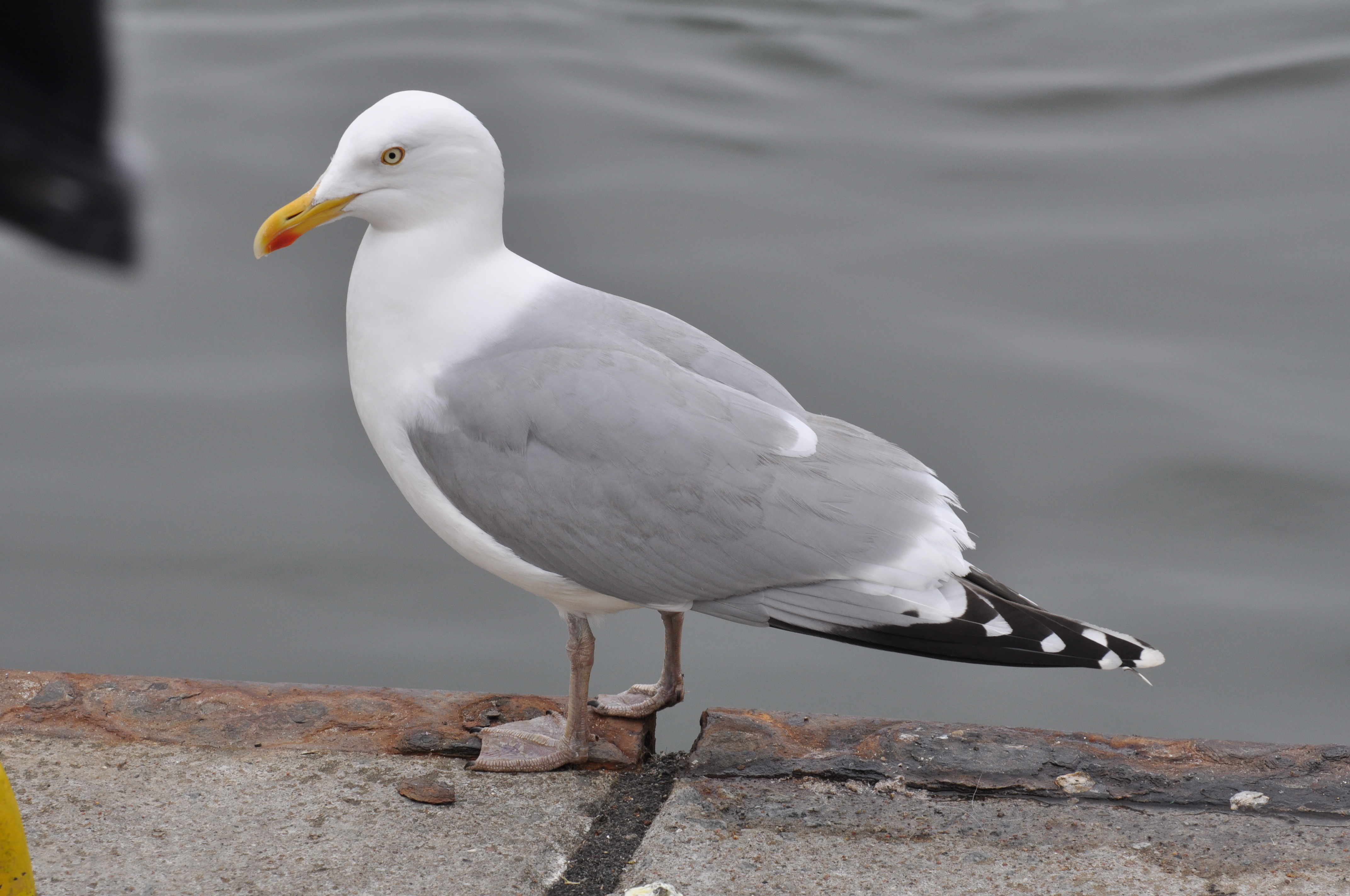 Adult Herring Gull